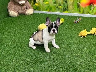 French Bulldog male Puppy for sale 002359537